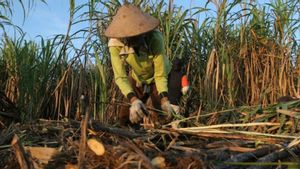 砂糖自給率の達成はサトウキビ農家の福祉を向上させなければならない