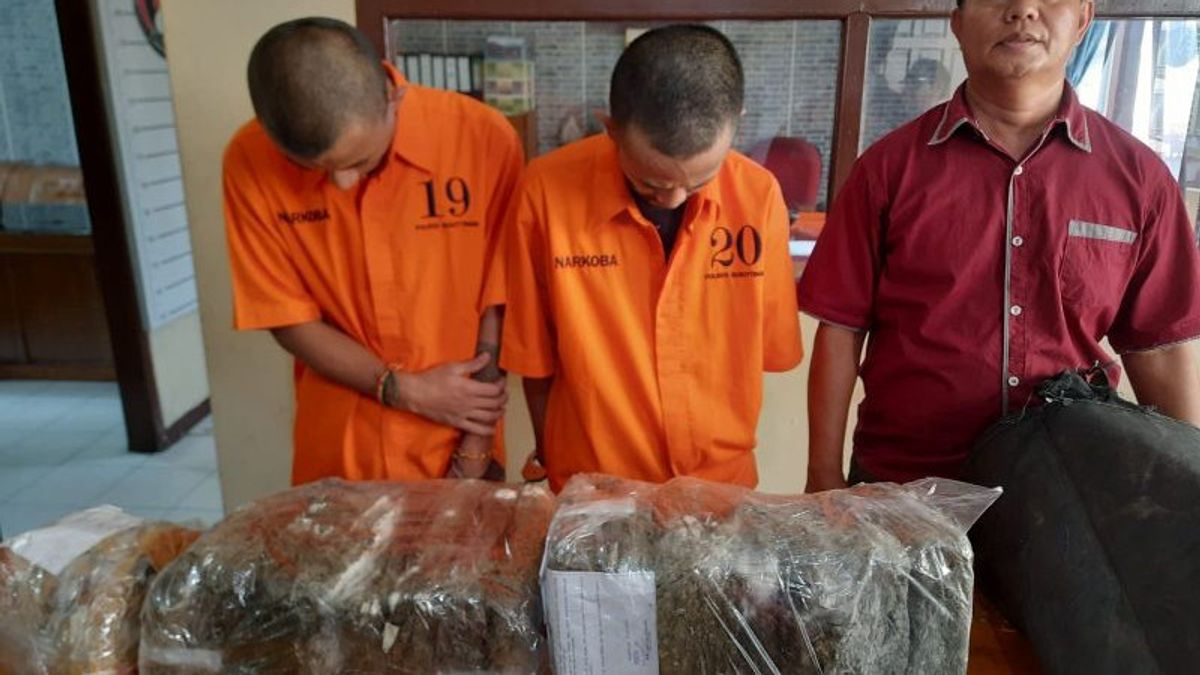 2 concessionnaires arrêtés à Bukittinggi Sumbar ont pris 25 kg de marijuana dans le nord de Sumatra avec une moto