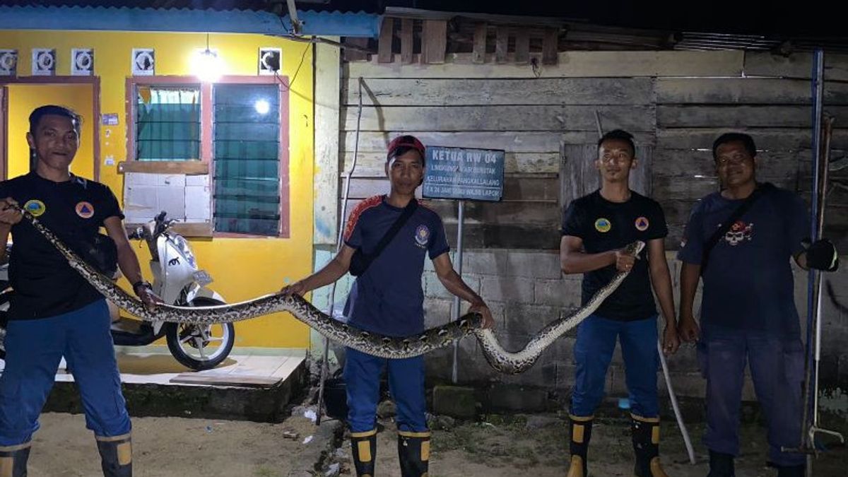 追捕猎物进入居民住宅,Damkar BPBD Belitung成功疏散Sanca蛇4米