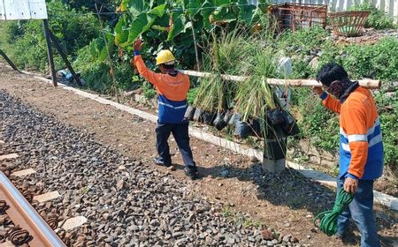 Antisipasi Longsor, KAI Intensifkan Penanaman Pohon dan Rumput Akar Wangi di Sepanjang Jalur Kereta