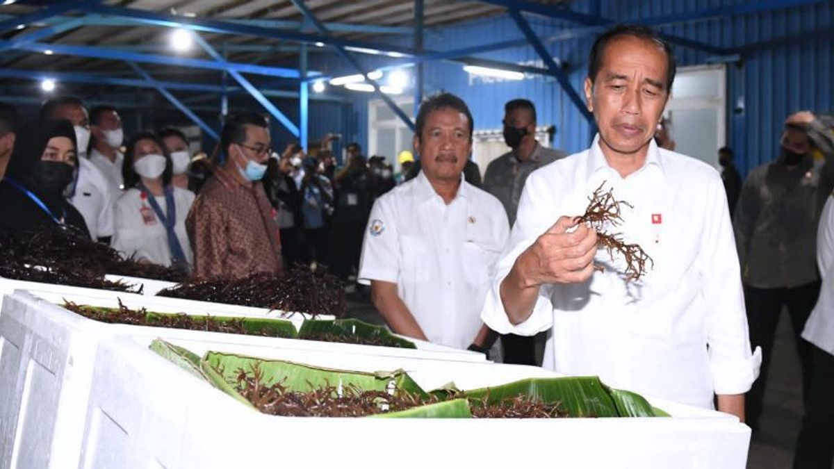 Jokowi Logistics Together Fishermen And Negligee Of Tual Seaweed