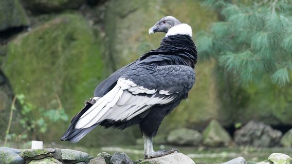 ミリス、保護官はアンデスコンドール鳥の頭蓋骨の血とプレートの鉛を見つけました