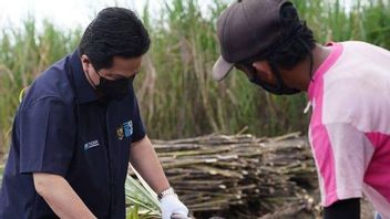 Beri Janji ke Petani Tebu, Erick Thohir: Lapor ke Saya Jika Tak Dapat Bibit Berkualitas, Terutama dari PTPN