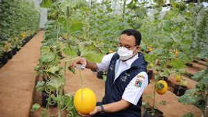 Pemprov DKI Tetapkan 7 Sasaran Ruang Terbuka Hijau untuk Pertanian