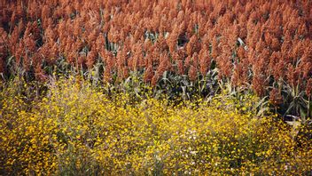 Sorghum Seeds: A Blessing For Dry Soils
