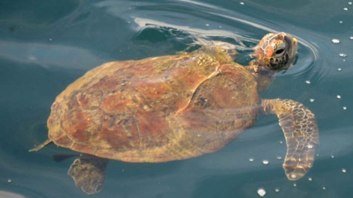 BKSDA Saves Four Turtles From Hunting On Many Islands, Aceh