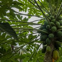 7 Manfaat Getah Pepaya untuk Kesehatan, Alternatif Pengobatan Herbal