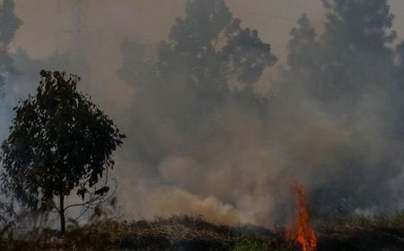 KLHK: Video Greenpeace Soal Karhutla dan Konsesi Sawit di Papua adalah Video Lama