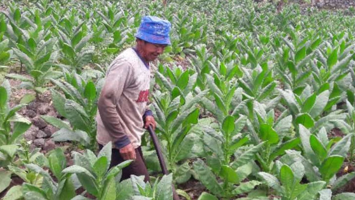 Tobacco Farmers: Prohibition Of Sales Of Batangan Cigarettes Weight Business Actors From Hulu To Hilir