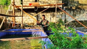 Limbah Dapur Diracik, Lahan Kosong Dimanfaatkan, Personel TNI Sukses Budidaya Lele di Distrik Abepura Papua