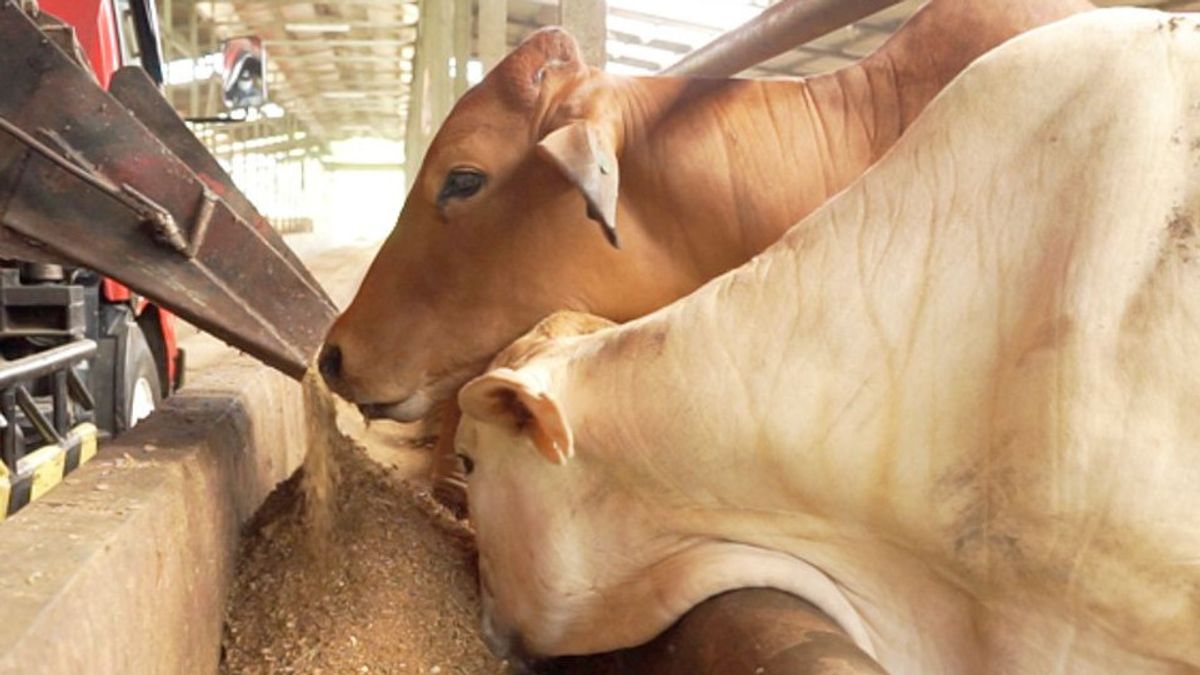Last Three Weeks, 32 Cows In Bogor Exposed To LSD