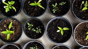 5 Jenis Tanaman Hortikultura untuk Ditanam di Rumah