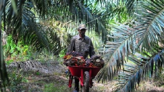 Responding To Cooking Oil Issues, Farmers Union: Reduce Palm Oil Exports, Strengthen Non-Corporate Cooperatives, Until Agrarian Reform