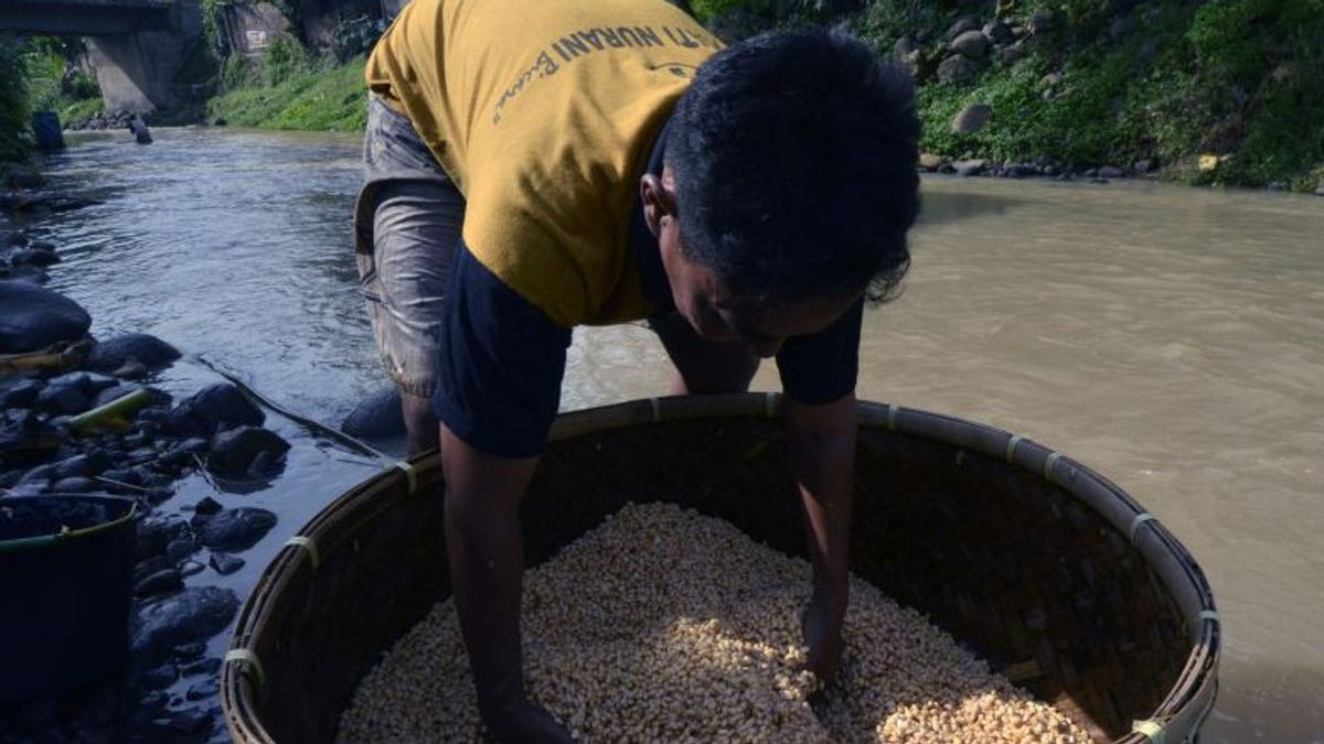 Jokowi's National Secretariat Asks The Government To Take Action To Stable Soybean Prices