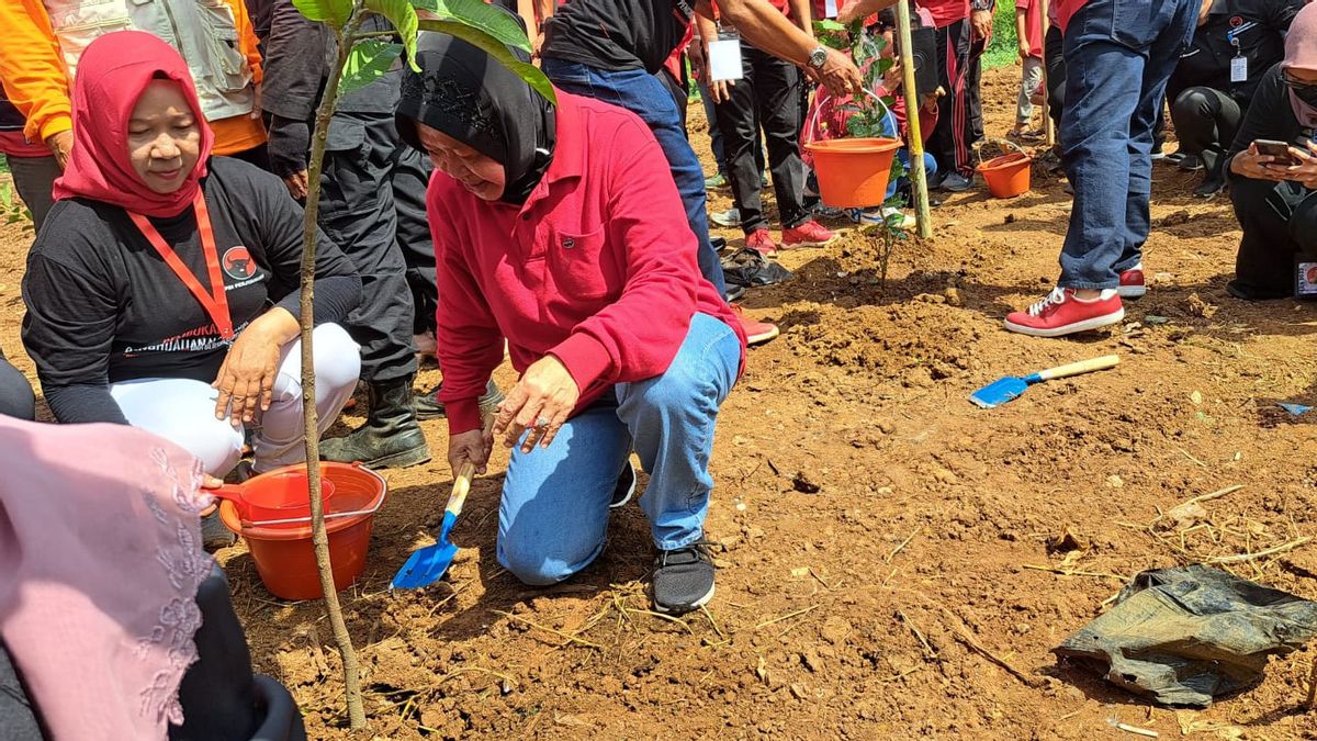 Tanami Pohon di Tepi Kalimalang Bareng Kader PDIP, Risma: Selama Hasilkan Oksigen Kita Dapat Pahala