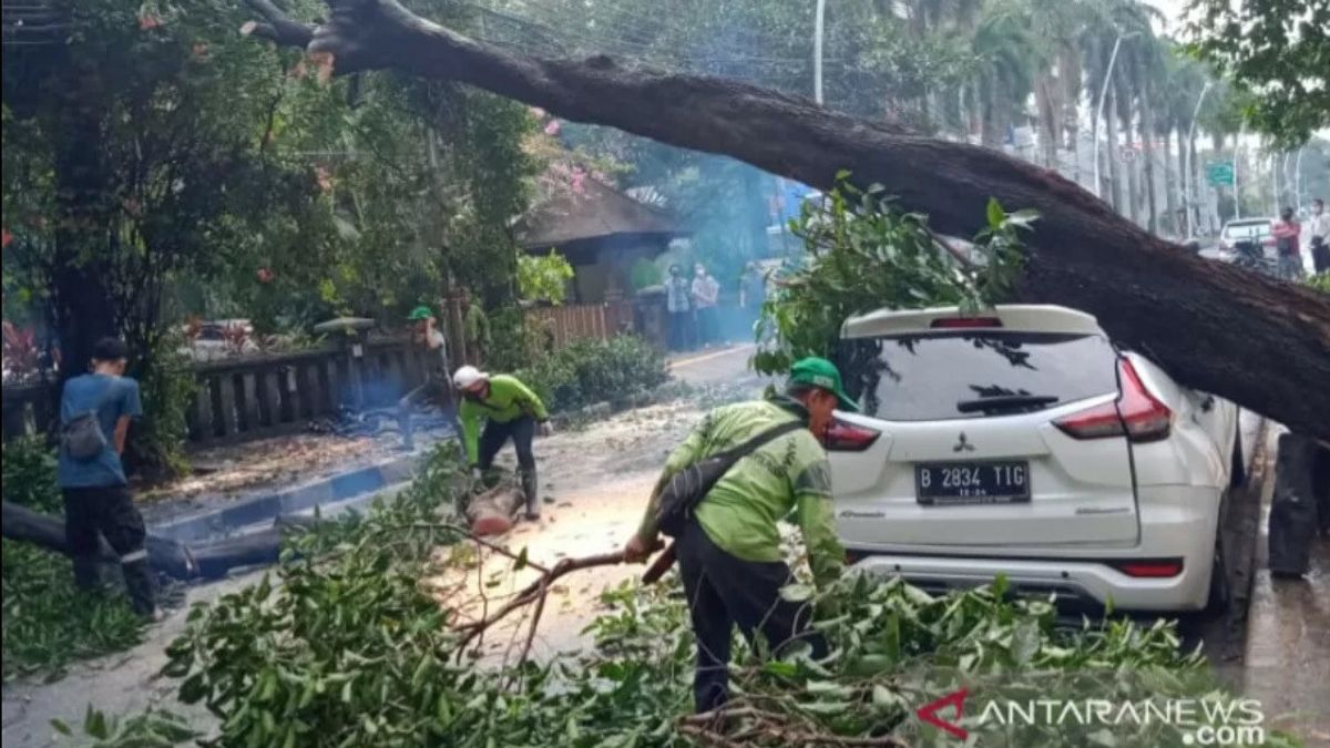 倒木への期待、東ジャカルタ第一事務所32,377本の木を剪定