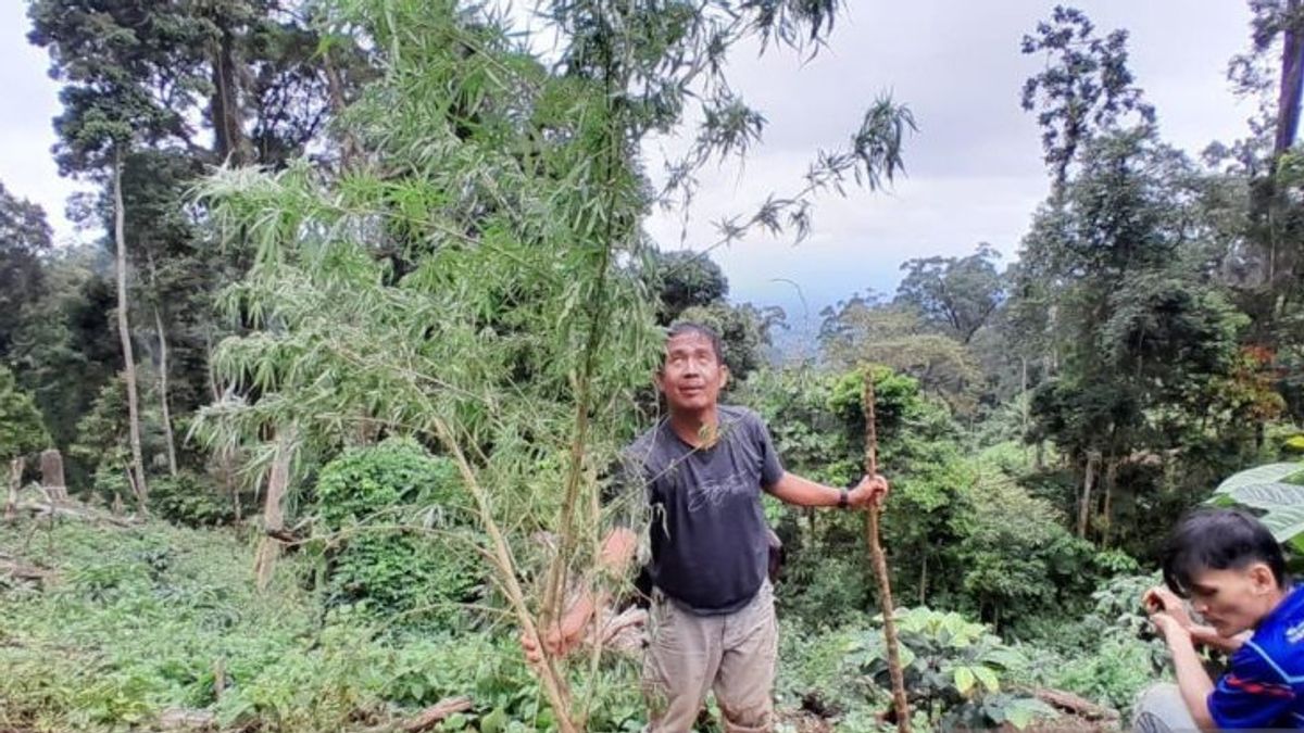 BNN Empat Lawang arrêté un acre de plantation de marijuana