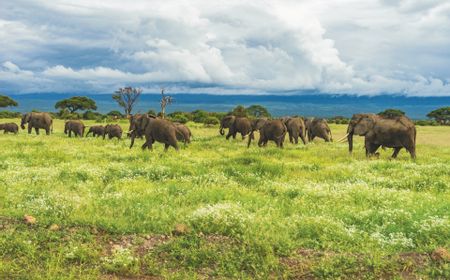 Kawanan Gajah Masuk Kota London, Mau Beri Contoh ke Manusia 'Kita Bisa Hidup Berdampingan'