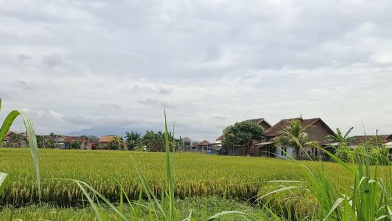 Bulog Lampung Catat 162 Tempat Pengeringan Gabah Jadi Mitra Maklon