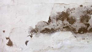 壁のキノコを効果的かつ安全に除去する方法