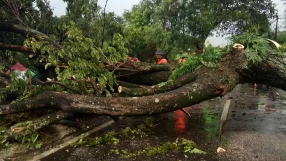 DLH Lakukan Perantingan Pohon di 6 Kecamatan Mataram NTB Antisipasi Cuaca Ekstrem