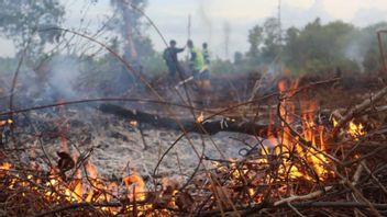 BNPB Minta KLHK Tindak Tegas Pelaku Pembakaran Hutan