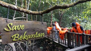 Kini Populasi Bekantan di Kalimantan Selatan Meningkat Jadi 4 Ribu Ekor
