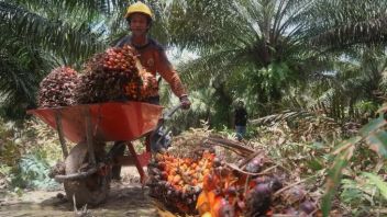 Regarding Palm Oil Revenue Sharing Funds, East Kalimantan Waits For Central Policy