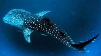 サルバのタラハク湾の珍しいクジライルカの赤ちゃん発見、出産地域として有力候補とされる