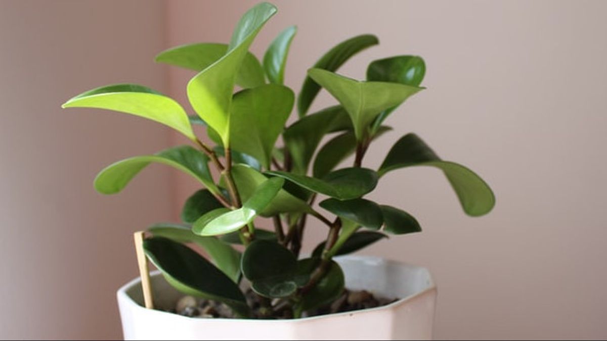 Types De Plantes Peperomia Pour Décorer La Cour De La Maison