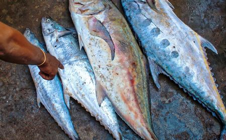 Kolaborasi KKP dan Kemendes: Pelatihan Burger Tuna Rumput Laut untuk Masyarakat Pesisir