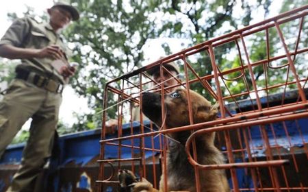 Kasatpol PP Aceh Ahmad Yani Bantah Siksa Anjing Canon yang Tuai Kecaman