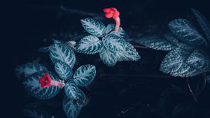 7 Cara Merawat Bunga Episcia, Tanaman Hias Gantung yang Mungil dan Cantik