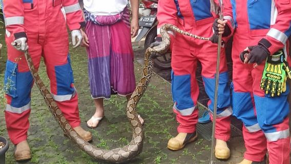 Sering Mangsa Hewan Peliharaan, Ular Sanca Panjang 2 Meter Dievakuasi Petugas dari Kandang Ayam