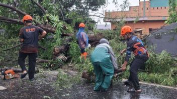 BPBD Records 24 Trees Falling Due to Extreme Weather in Maros South Sulawesi
