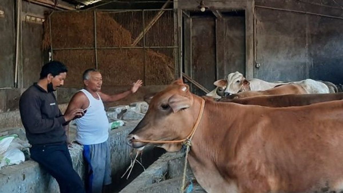 広がりの予測、ケプリの250頭の牛がFMDワクチンを受け取る