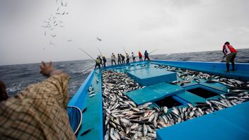 气候变化：渔民和厨师担心脂肪鲣鱼，这是对日本寿司的威胁