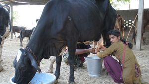 Unik! Masyarakat India Lumuri Tubuh dengan Kotoran dan Urine Sapi untuk Obati COVID-19