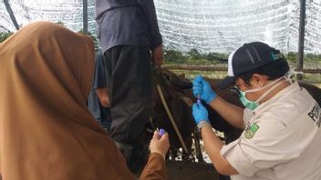 DKPP Batam تقدم 1200 جرعة من لقاح PPR للماشية المقدسة 2026