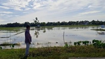 洪水淹没 西亚齐农民稻田514.97公顷