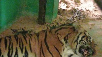Tragique! Tigre De Sumatra Pris Dans Le Piège BKSDA, Jambe Blessée Et Corps Mince