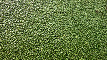 The Smallest Fruit in the World: Its Size is Smaller than a Grain of Table Salt