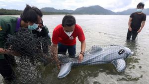 Viral Nelayan Pacitan Tangkap Lumba-lumba, KKP Tegaskan Lagi Larangan Eksploitasi Mamalia Laut