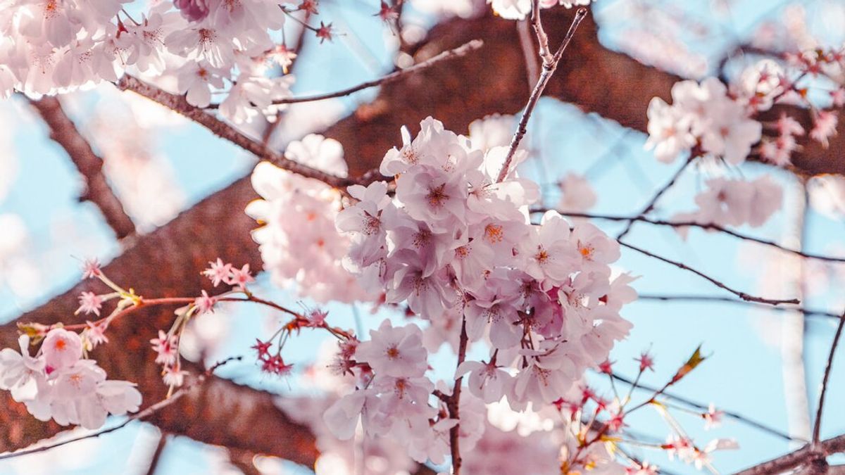 Outre le Japon, les 5 meilleures attractions pour profiter du parc des fleurs sakura