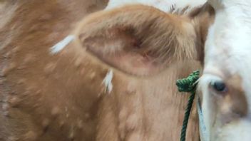 بعض الأبقار إيجابية لمرض الجلد LSD في Sragen تعافى