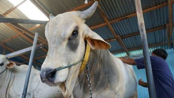 タンゲランリージェンシーの5頭の牛がFMDの疑いを検出