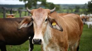 Kembangkan Peternakan Indonesia, Pemerintah Mulai Kurangi Pengadaan Daging Beku