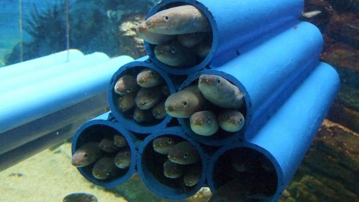 Japan to Launch World's First Commercial Sale of Cultured Eel