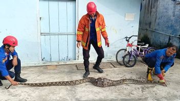 Il a fallu 22 minutes, sept membres de la pompier de Lampung Sud capturer un serpent de 4 mètres consommé de poulet