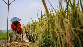 Economist: Agricultural KUR Disbursement Hasn't Been Enjoyed By All Small Farmers